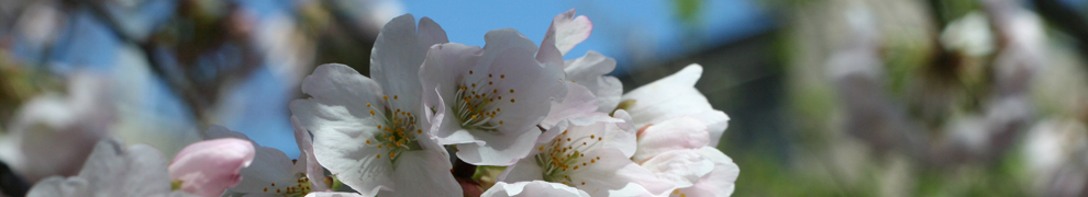 flower header